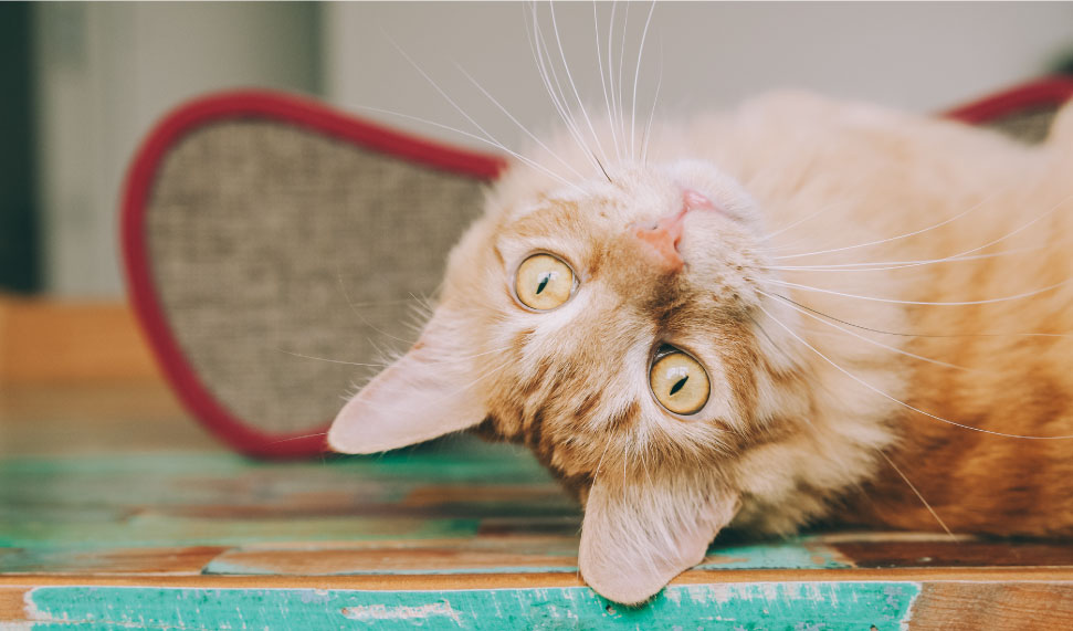 ComportamientoFelino01